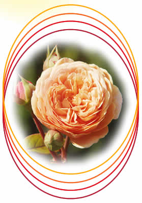 Willkommen bei Sirius Dynamics